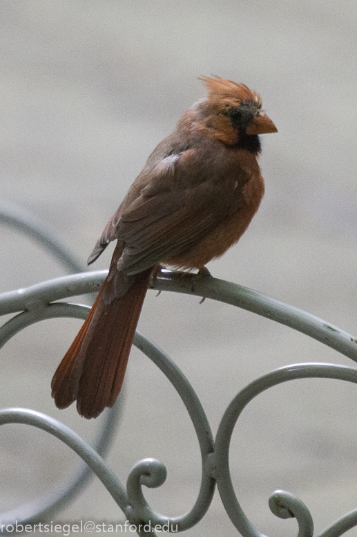 cardinal 